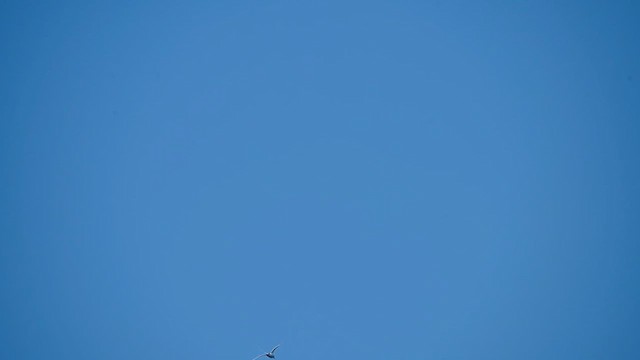 White-tailed Tropicbird - ML636487341