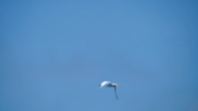 White-tailed Tropicbird - ML636487342