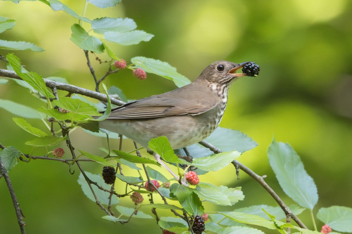 Gray-cheeked Thrush - ML636487356