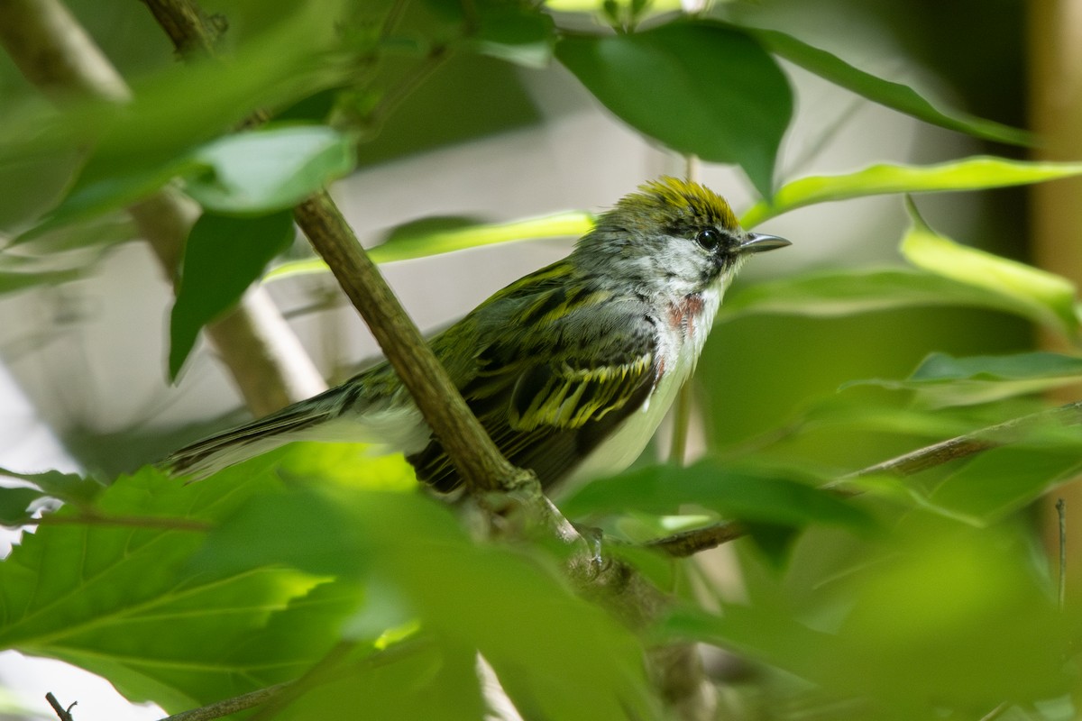 Chestnut-sided Warbler - ML636487391