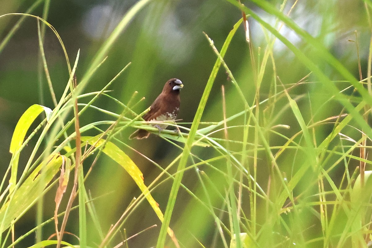 White-bellied Munia - ML636487419