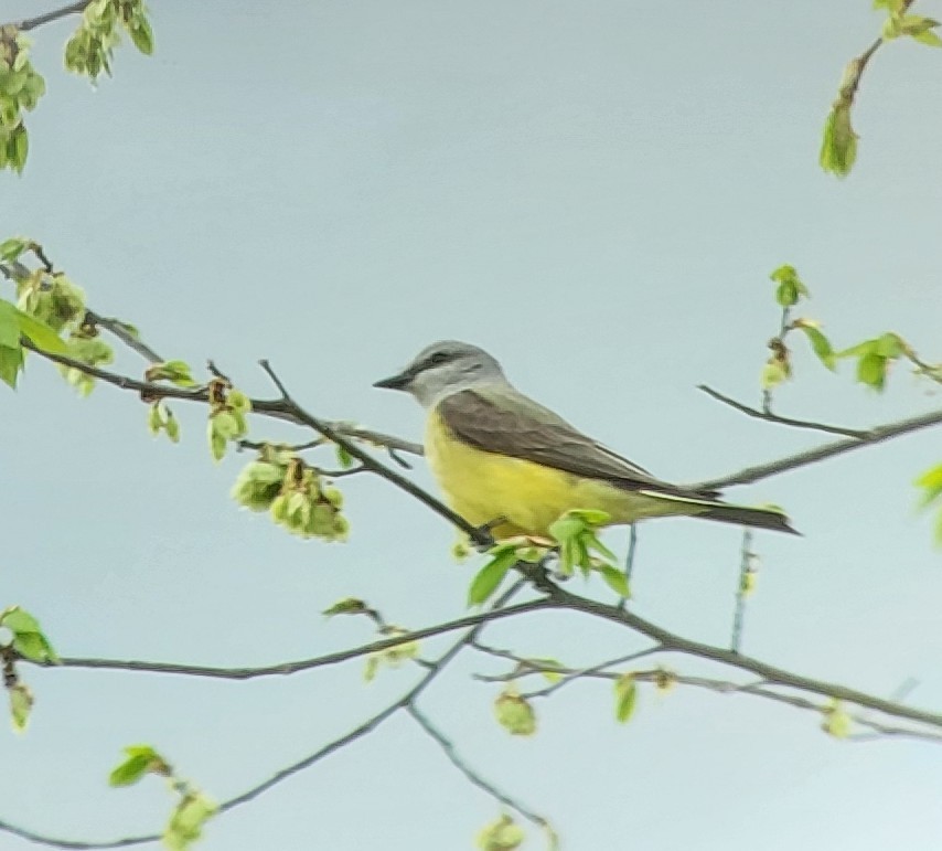 Western Kingbird - ML636487420