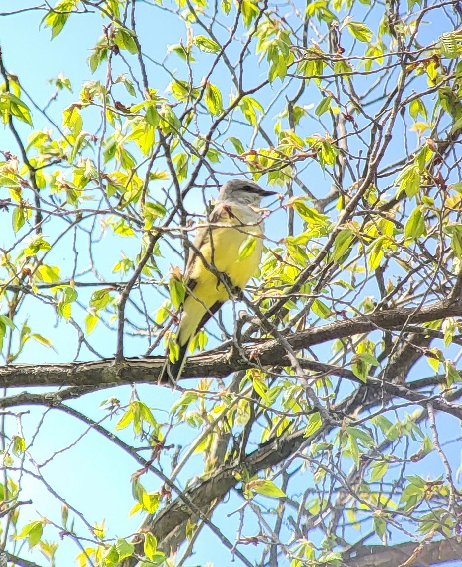Western Kingbird - ML636487446