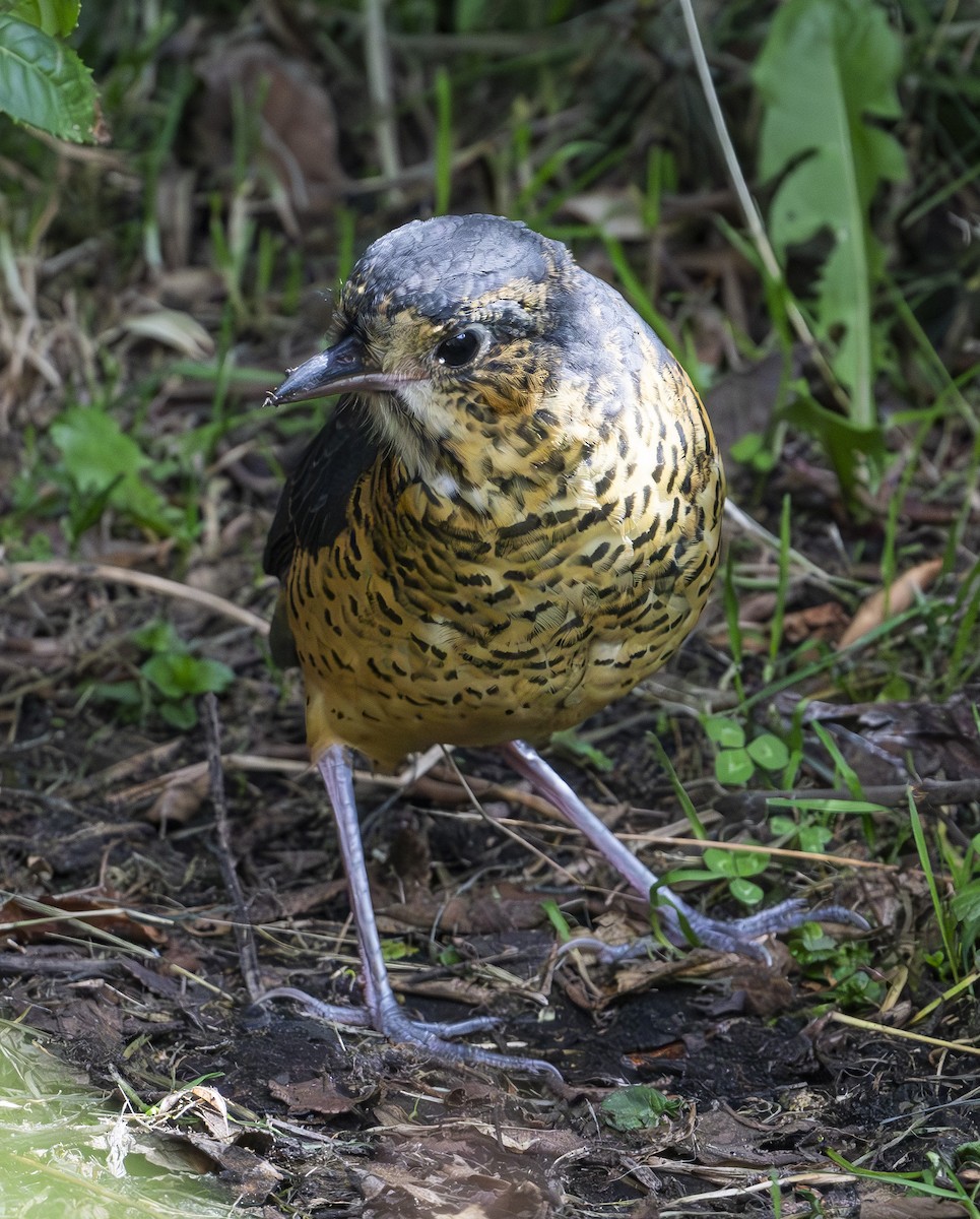 Undulated Antpitta - ML636487546