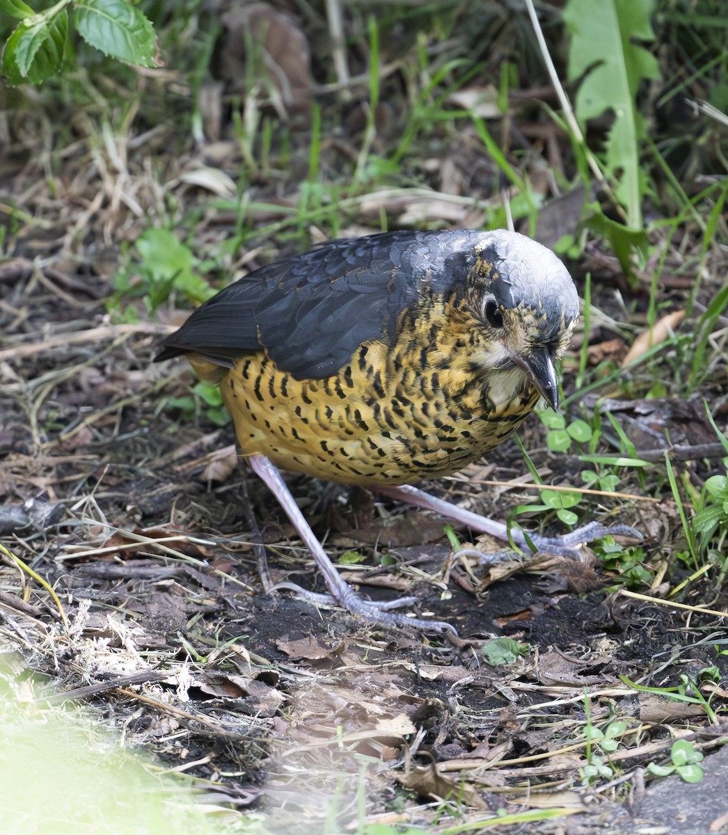 Undulated Antpitta - ML636487547