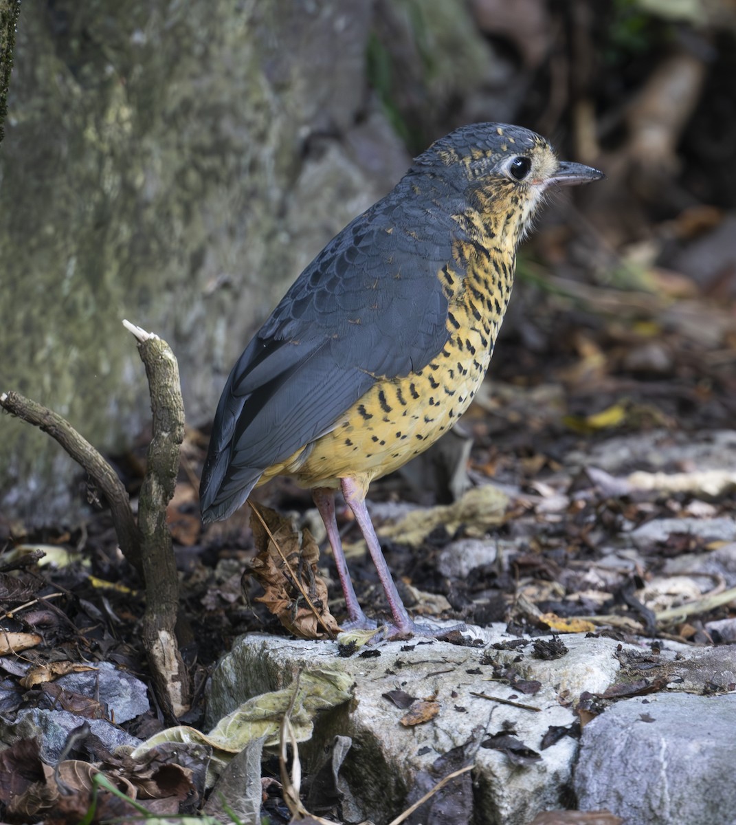 Undulated Antpitta - ML636487548