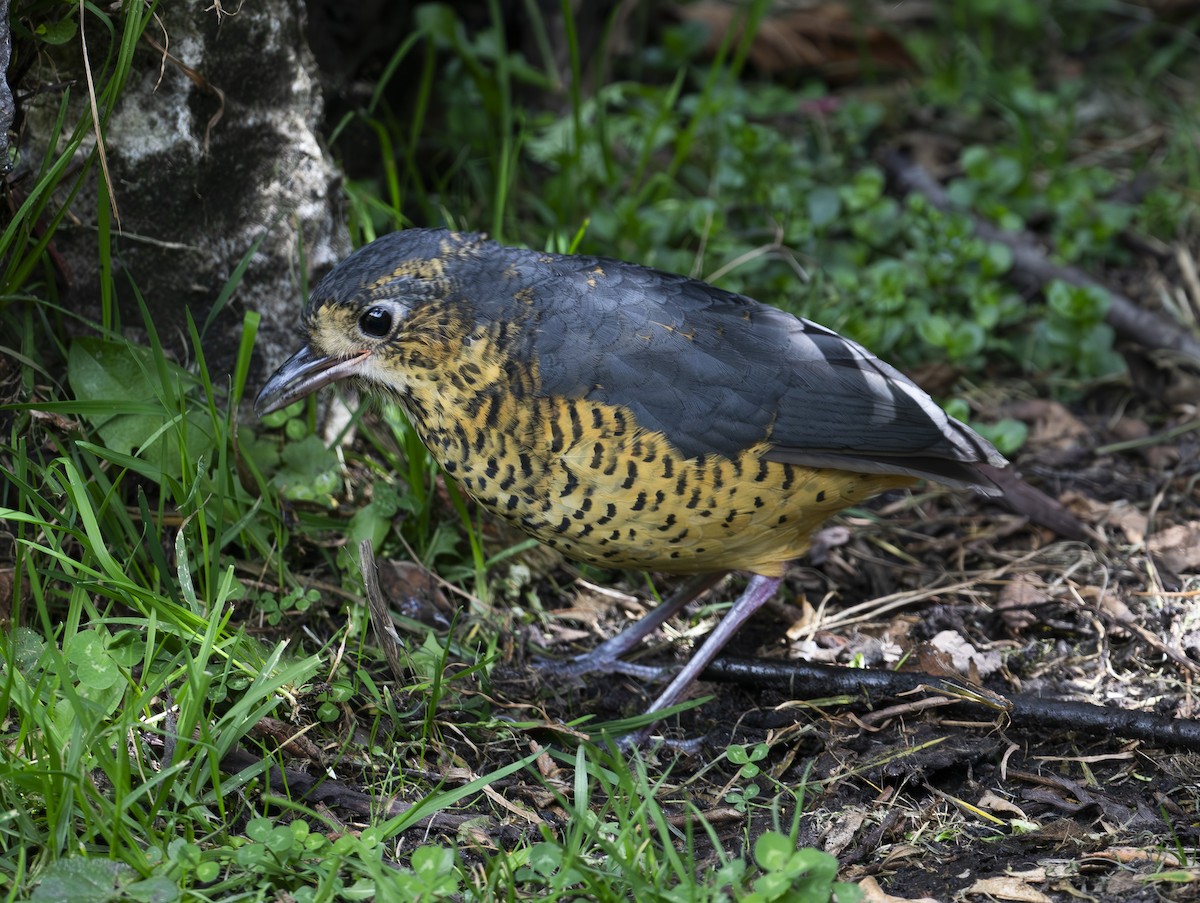Undulated Antpitta - ML636487549