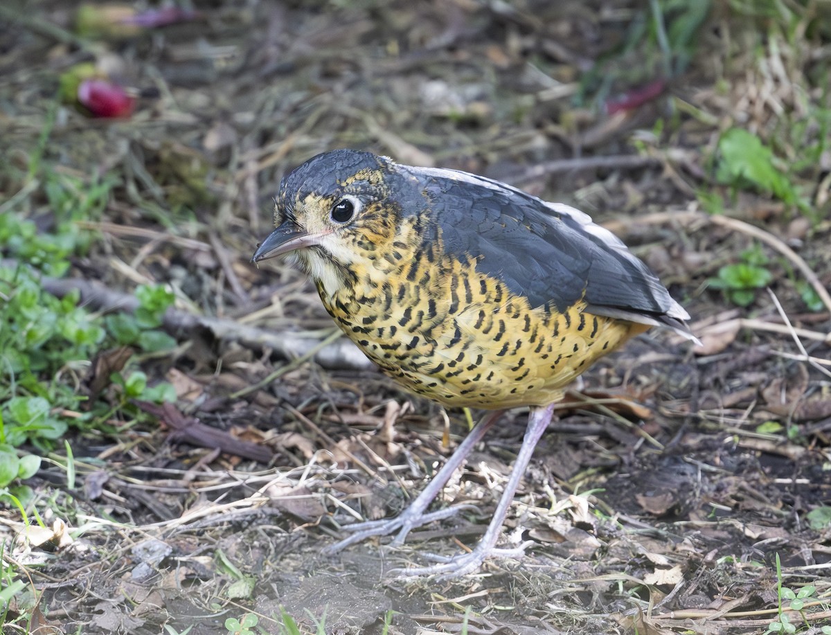 Undulated Antpitta - ML636487550