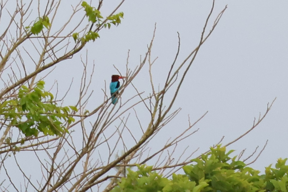 Brown-breasted Kingfisher - ML636487562