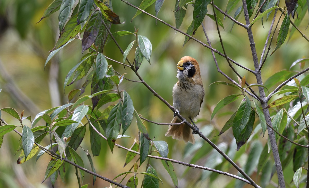 Spot-breasted Parrotbill - ML636487724