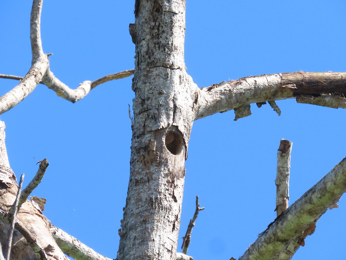 Central American Pygmy-Owl - ML636487834
