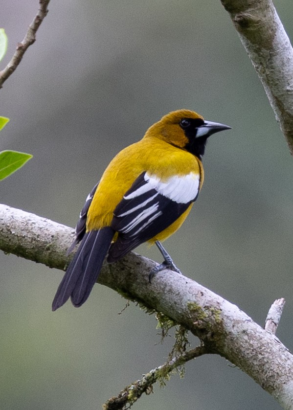 Jamaican Oriole - ML636487842
