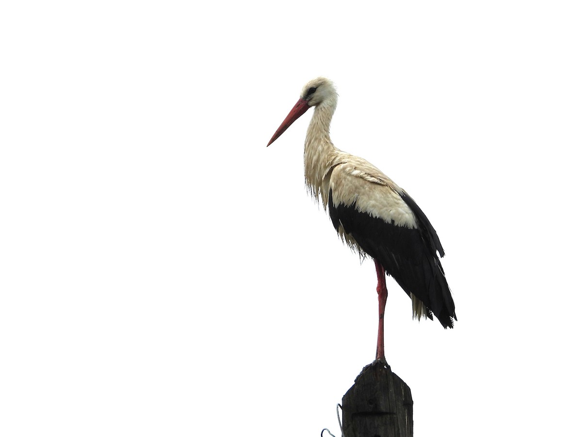 White Stork - ML636487916