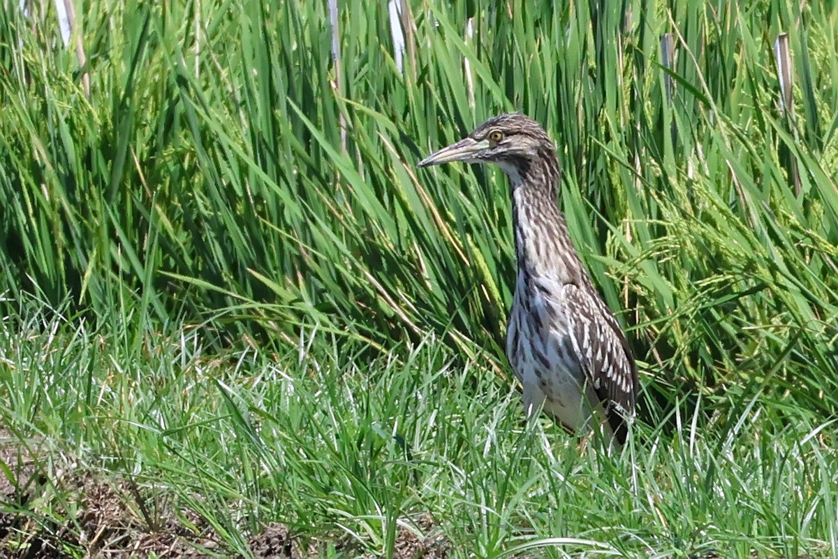 natthegre - ML636487917