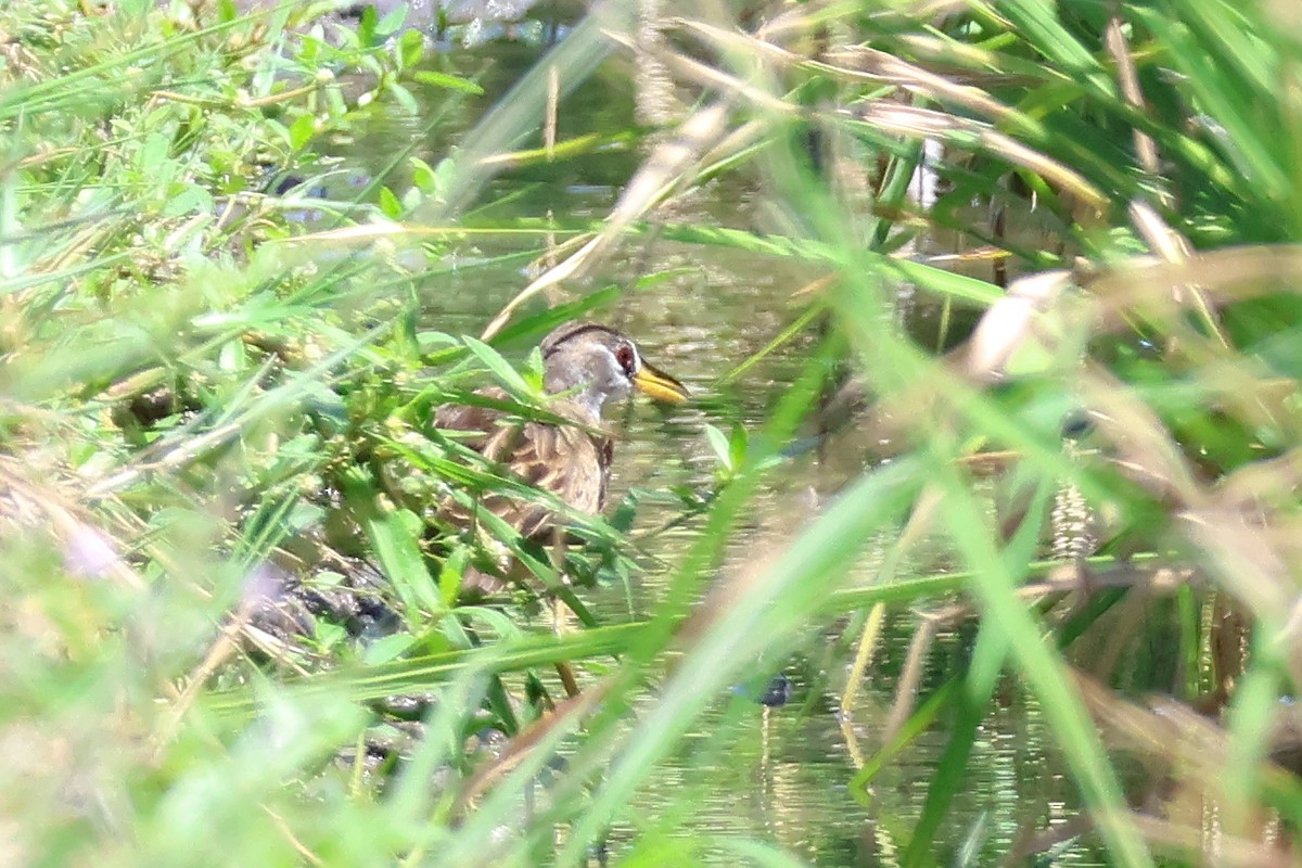 bladrikse - ML636487925