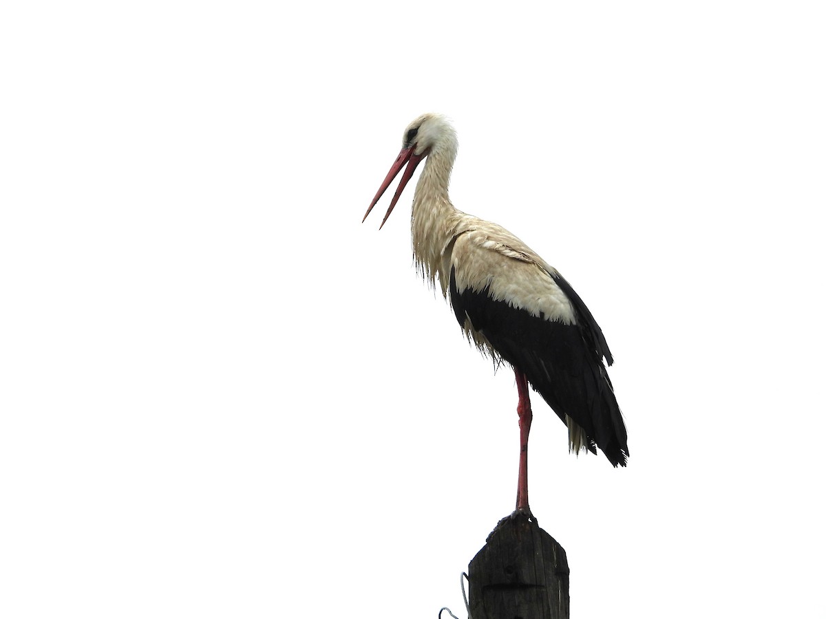 White Stork - ML636487928