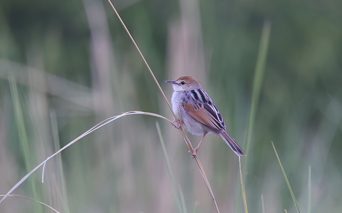 Luapula Cisticola - ML636487943