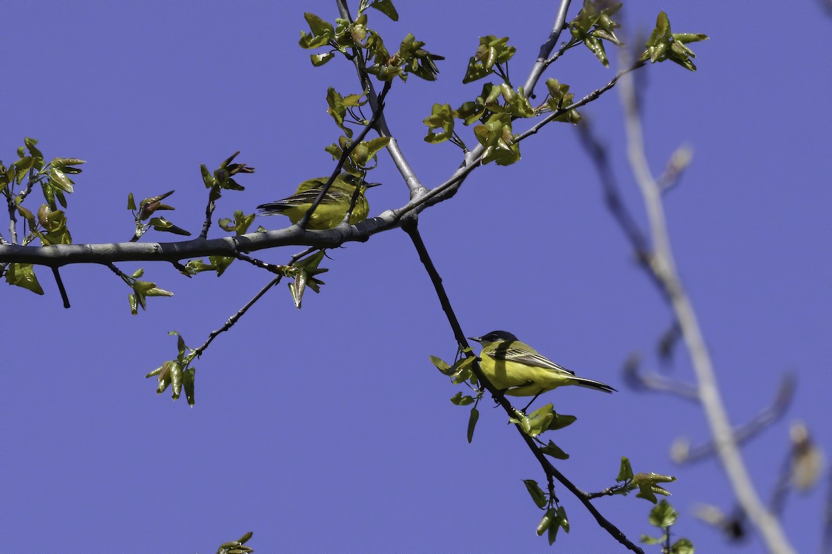Өрнийн шар цэгцгий - ML636487957