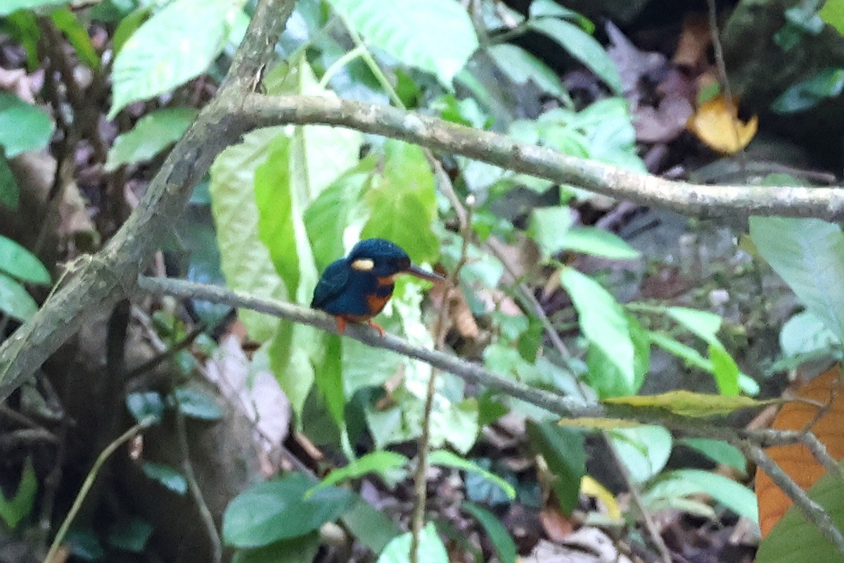 Indigo-banded Kingfisher - ML636488056