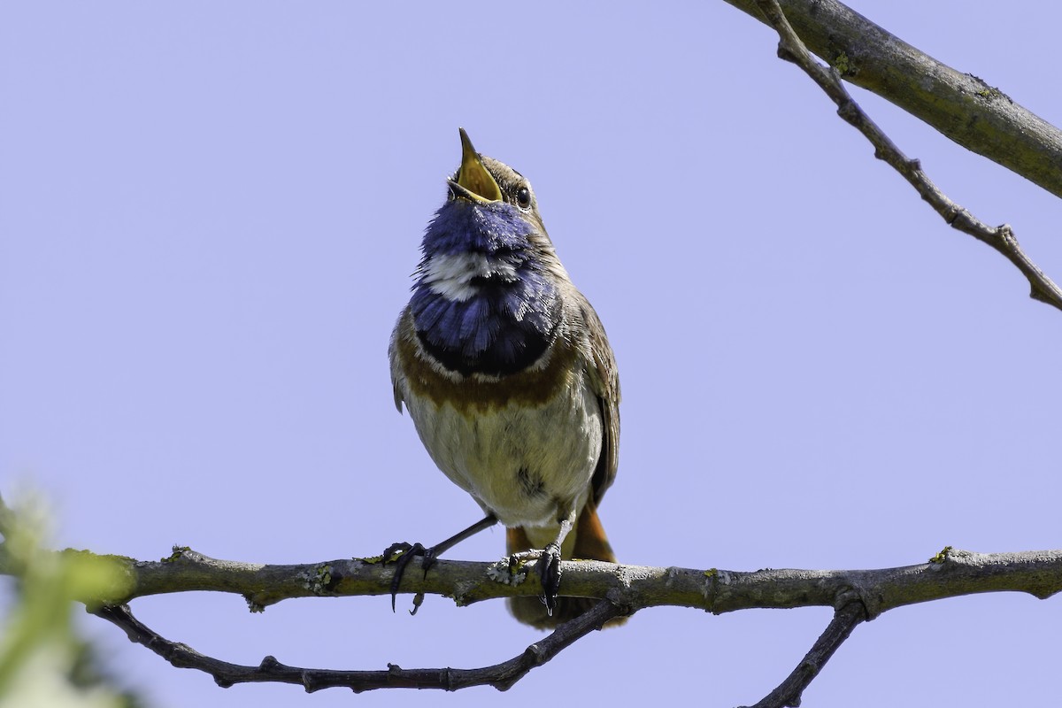 Bluethroat (White-spotted) - ML636488131