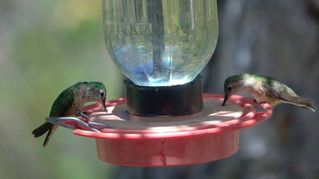 Broad-tailed Hummingbird - ML636488137