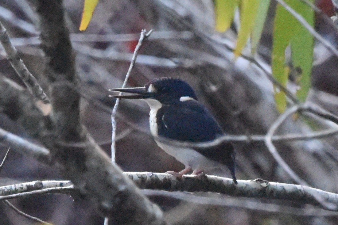 Little Kingfisher - ML636488195