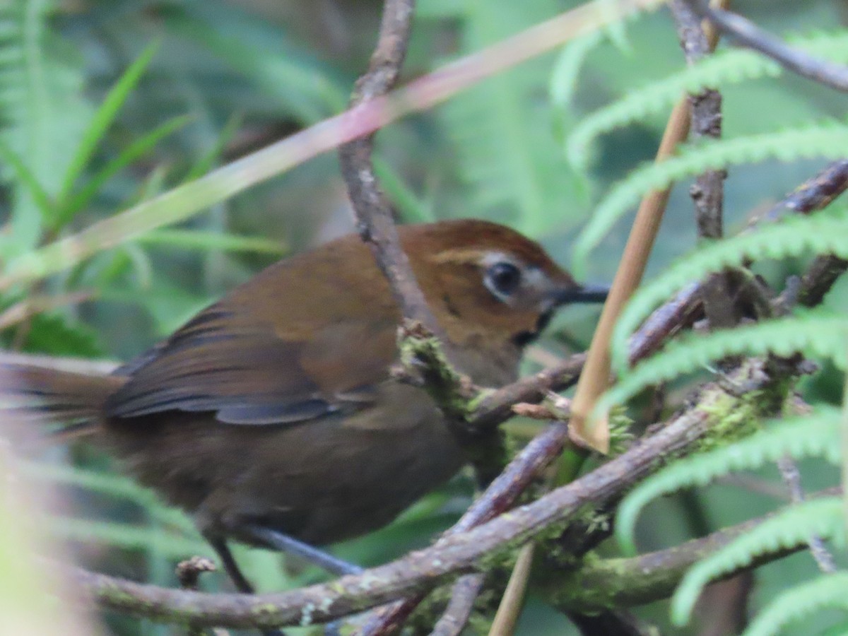 Black-throated Thistletail - ML636488220