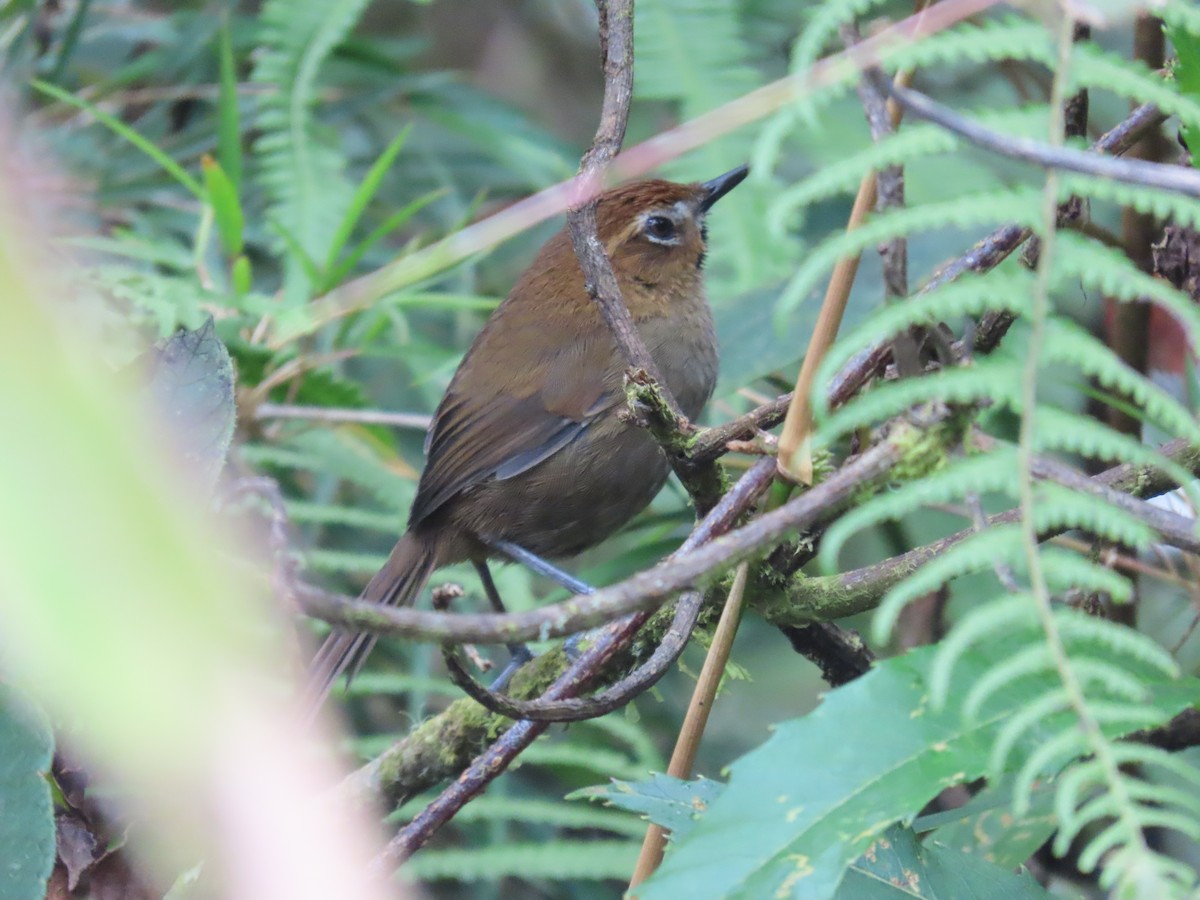 Black-throated Thistletail - ML636488222