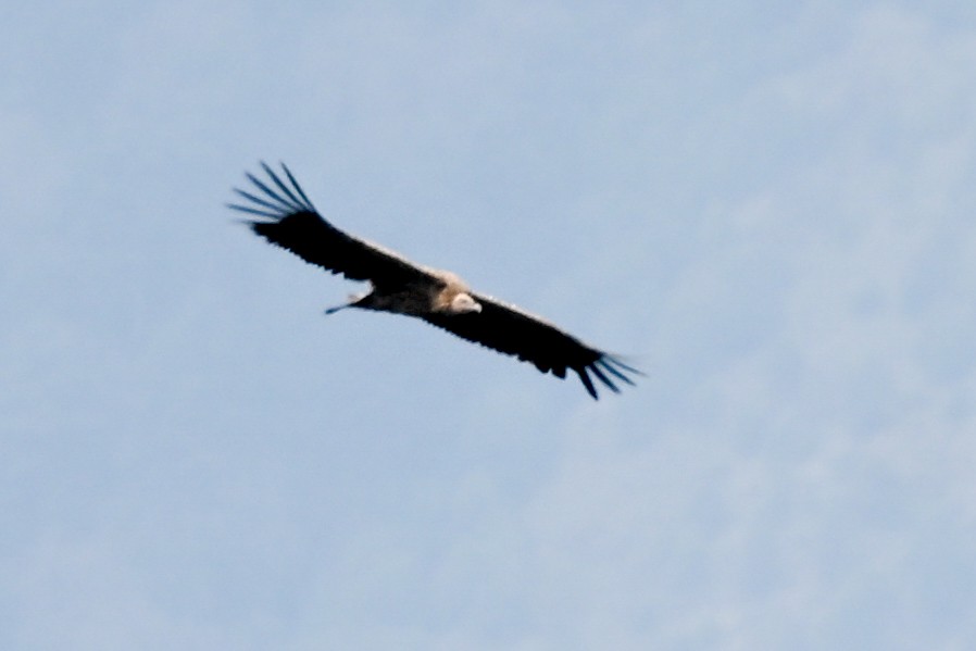 Himalayan Griffon - ML636488364