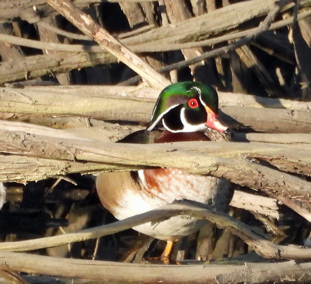Canard branchu - ML636488394