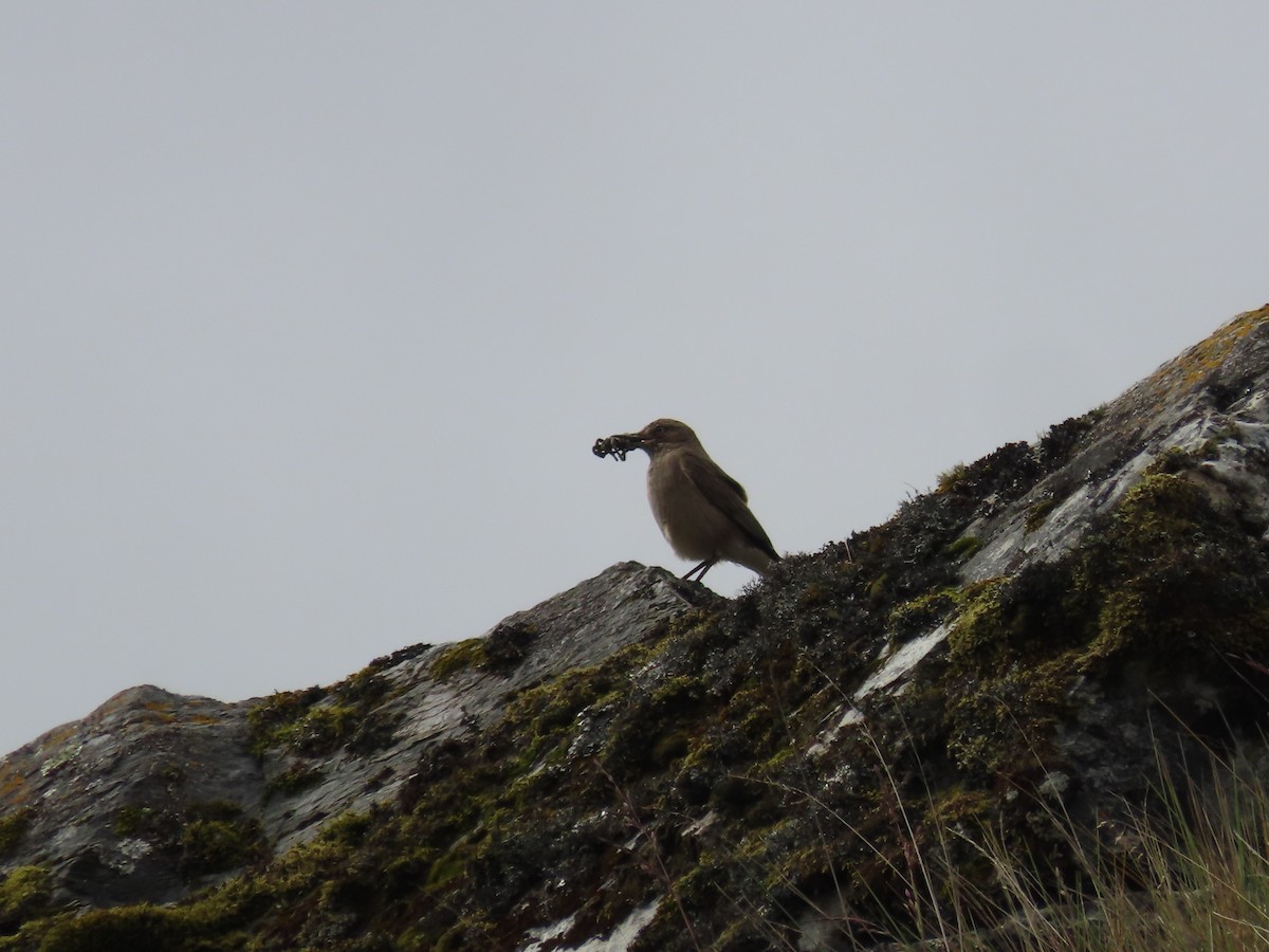 Black-billed Shrike-Tyrant - ML636488398