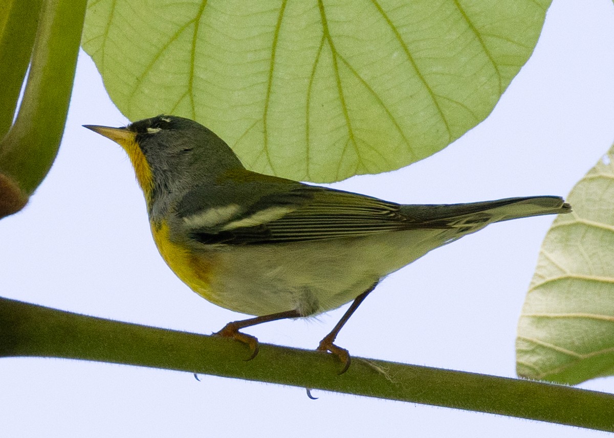 Northern Parula - ML636488412