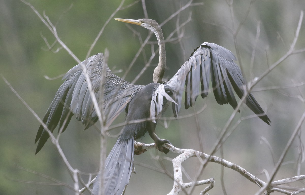 Anhinga Asiática - ML63648851