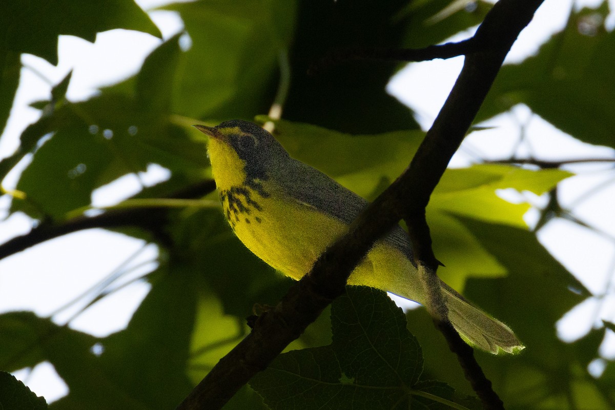 Canada Warbler - ML636488519
