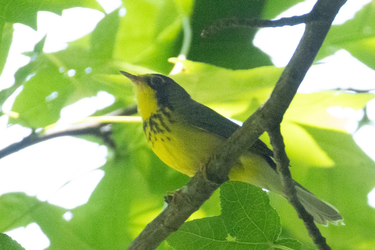 Canada Warbler - ML636488524