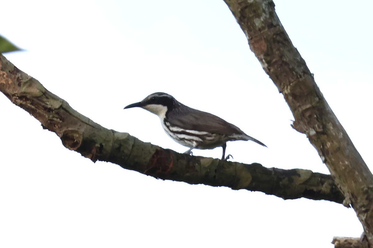 Stripe-sided Rhabdornis - ML636488527