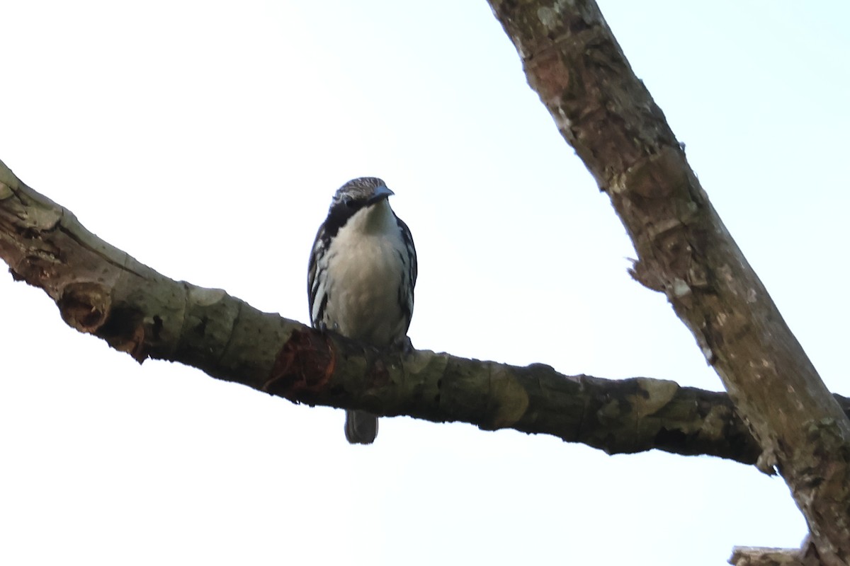 Stripe-sided Rhabdornis - ML636488528