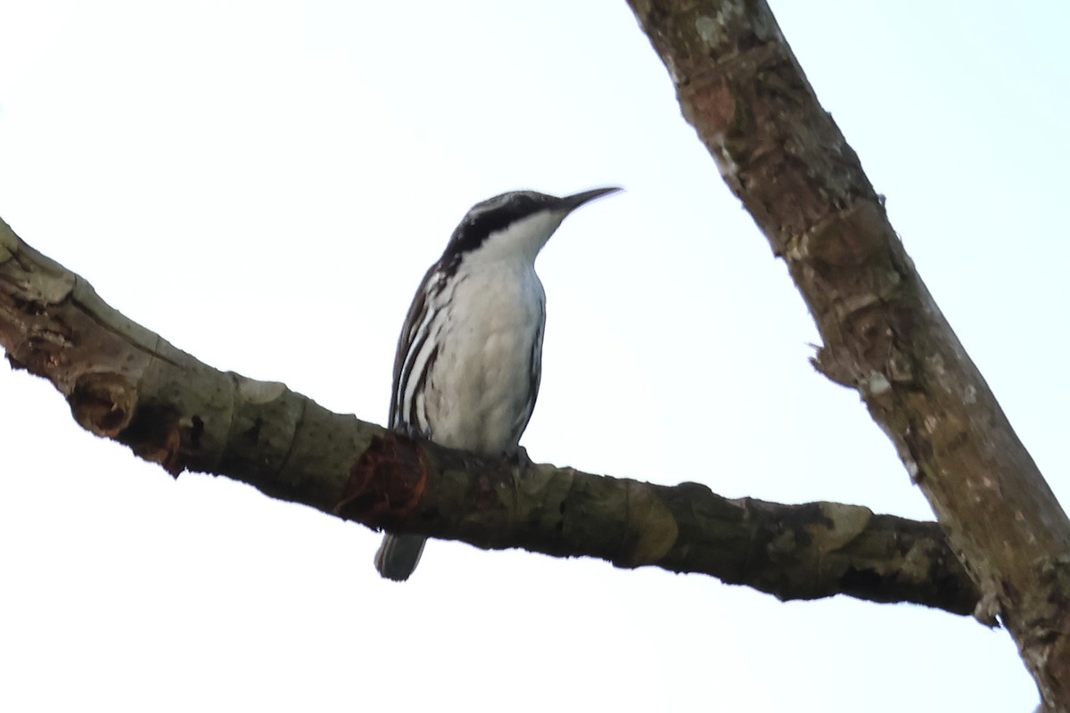 Stripe-sided Rhabdornis - ML636488529