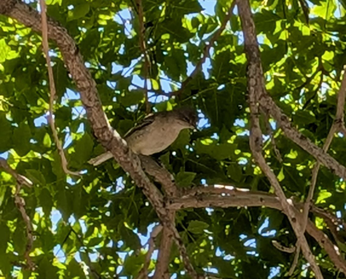 Txinbo gabiraia - ML636488534