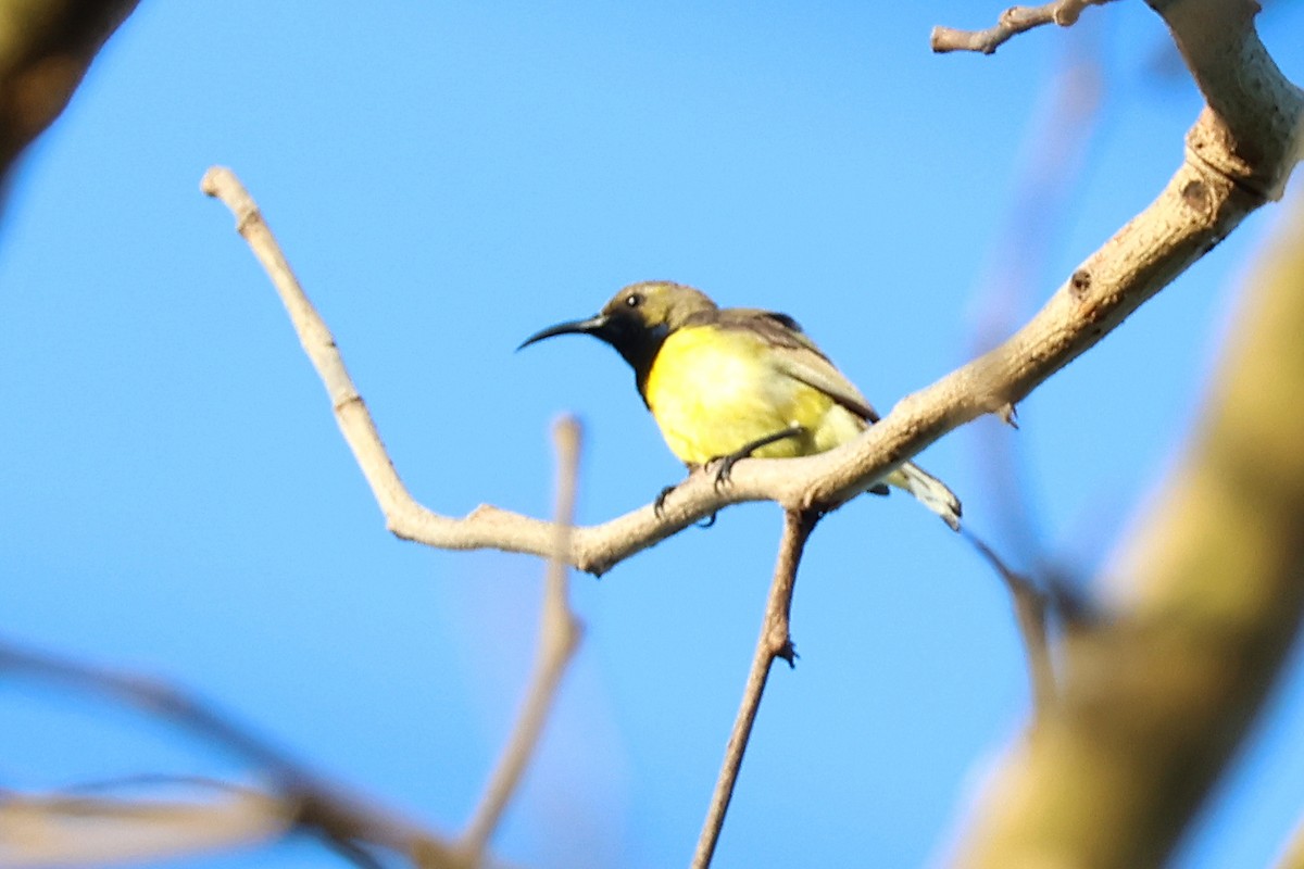 Garden Sunbird - ML636488577