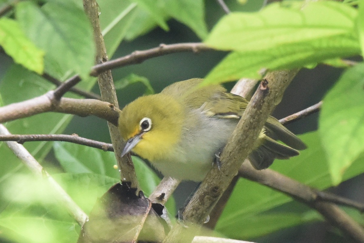 Ashy-bellied White-eye - ML636488610