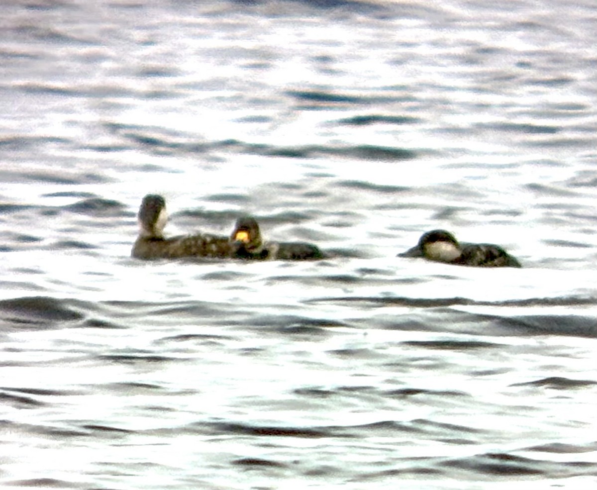 Black Scoter - ML636488664