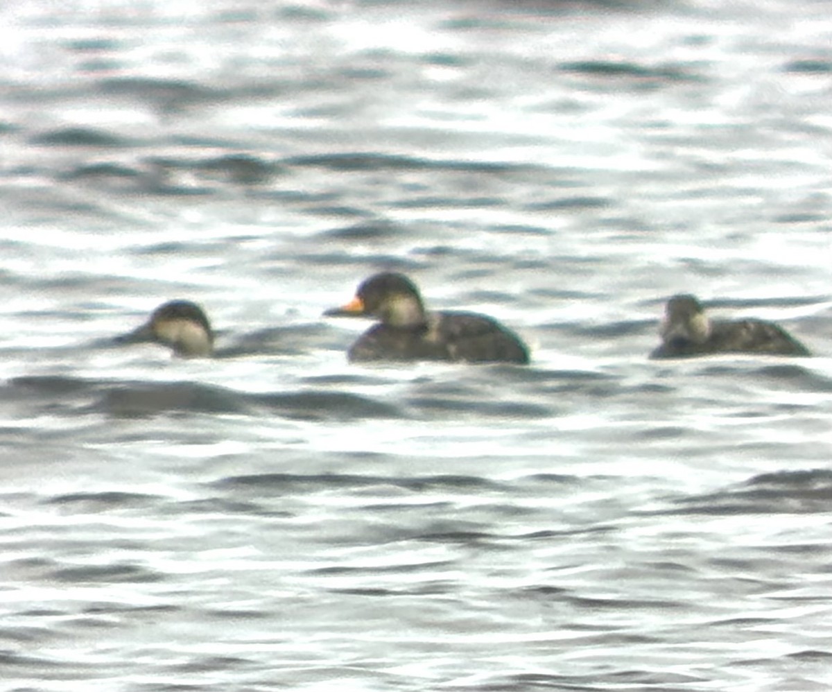 Black Scoter - ML636488680