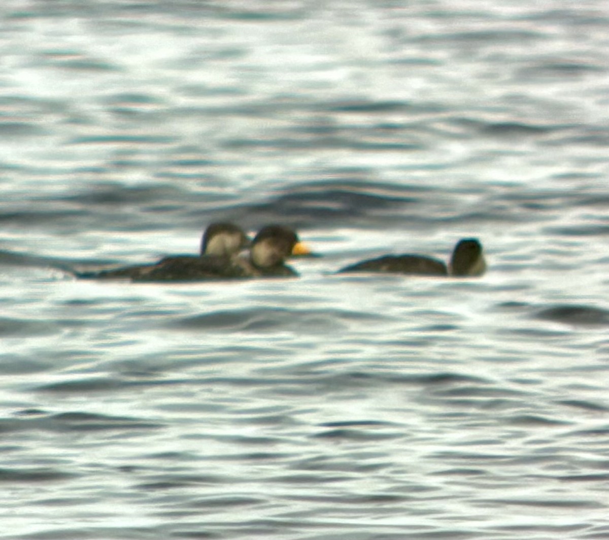 Black Scoter - ML636488687