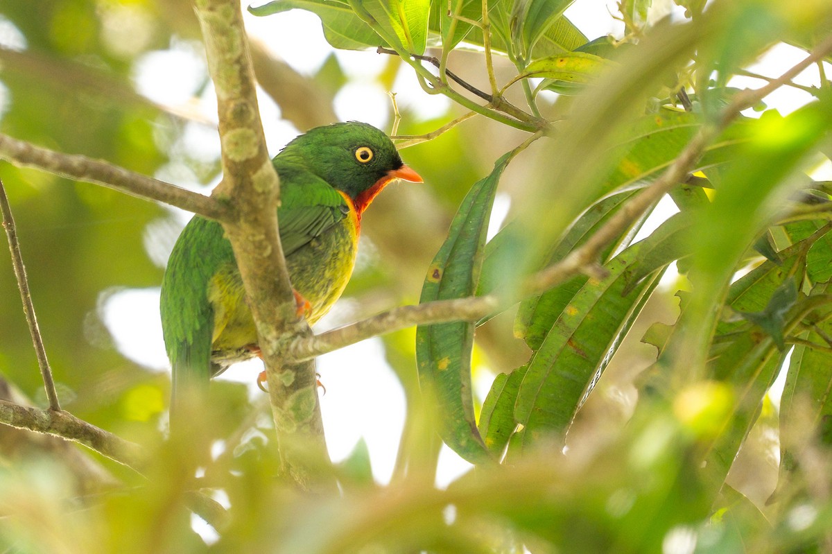 Scarlet-breasted Fruiteater - ML636488723