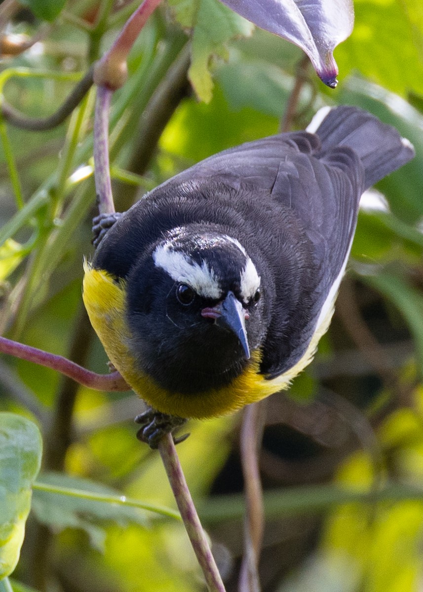 Bananaquit - ML636488809