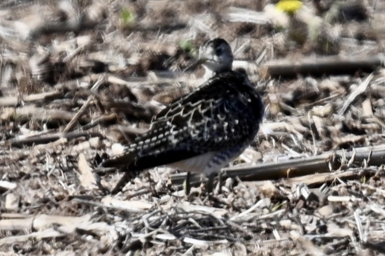 Upland Sandpiper - ML636488959