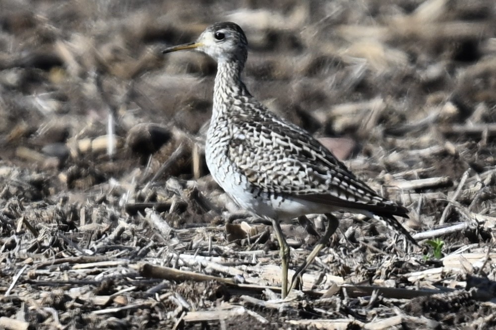 Upland Sandpiper - ML636488960