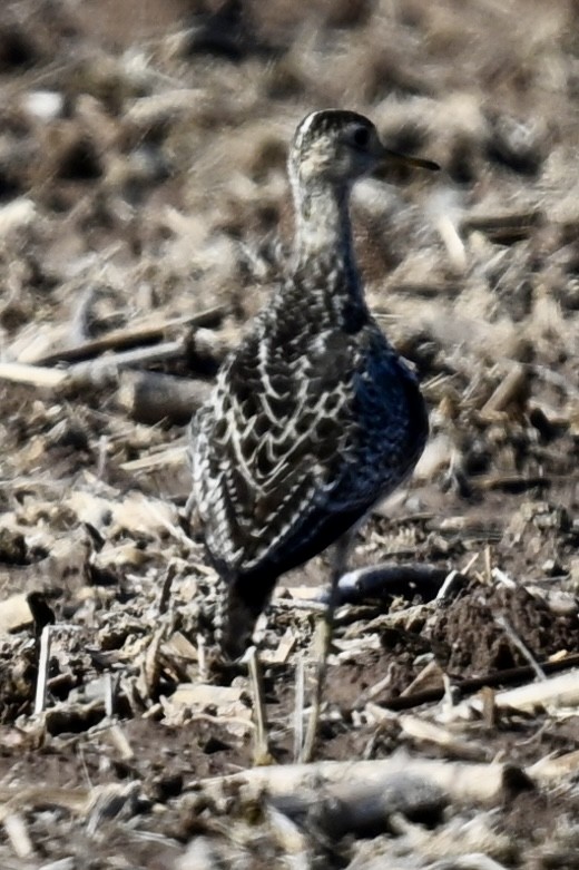 Upland Sandpiper - ML636488961