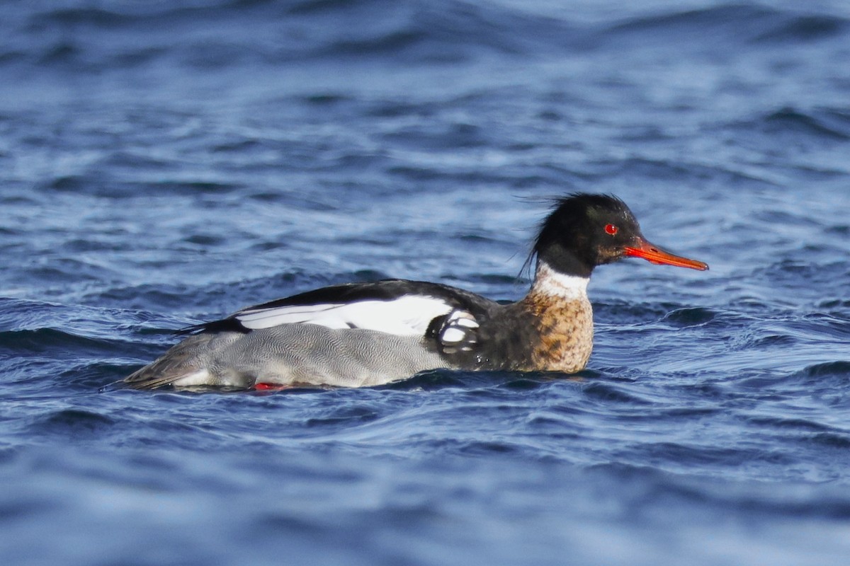Red-breasted Merganser - ML636489043